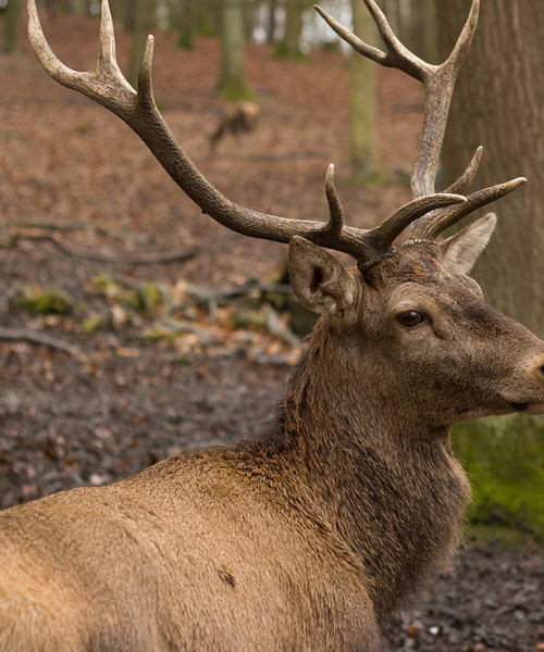 Deer Hunting Rifles: The Top 5 Picks