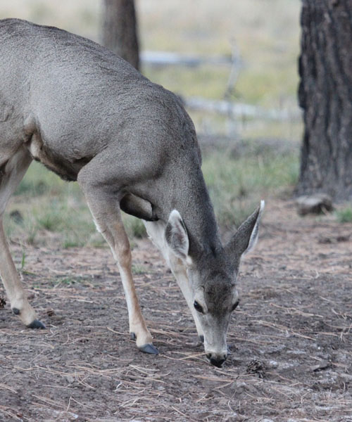 Deer Hunting California: Everything You Need to Know