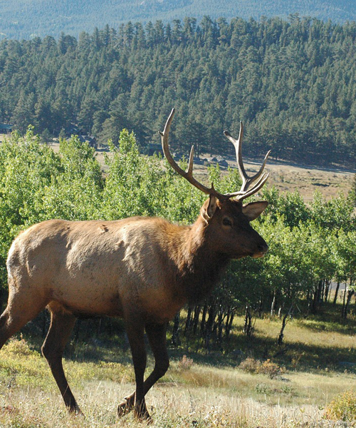Hunt for Elk During The Right Times of The Day