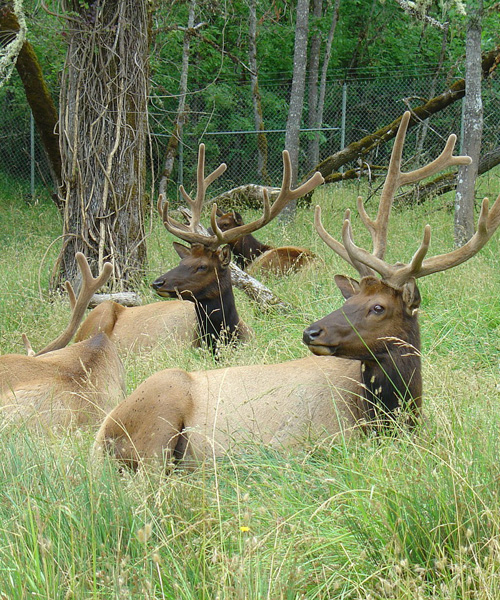 A Simple Guide to the Effectiveness of Elk Hunting Basics