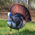 5 New Pieces of Turkey Hunting Gear to Help Tag a Gobbler