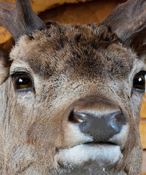 Deer Hunting Season in Kentucky