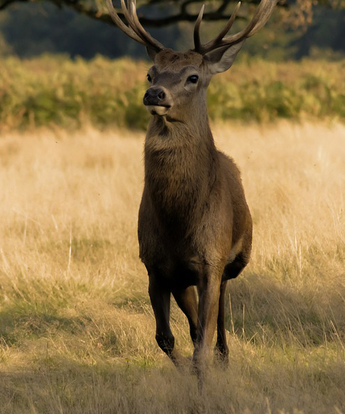 Deer Hunting Season in IOWA