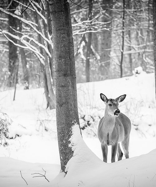 Deer Hunting Ground Blinds