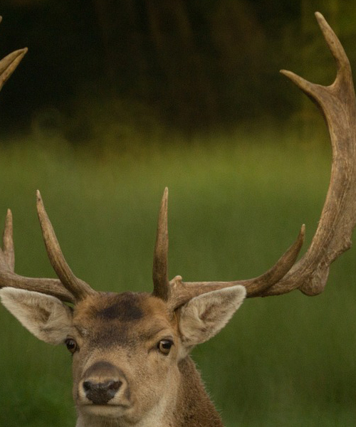 Deer Hunting Season in Ohio
