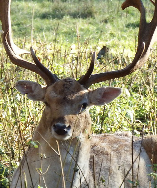 Deer Hunting Season in Texas